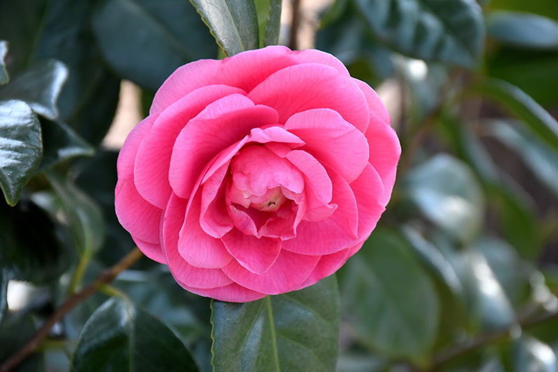 Camellia J. Jerry Hill- Rose/Pink