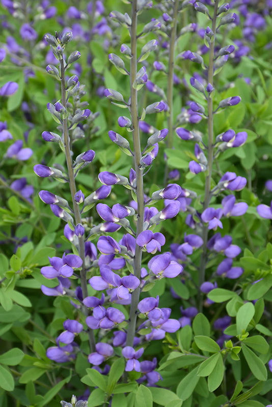 False Indigo