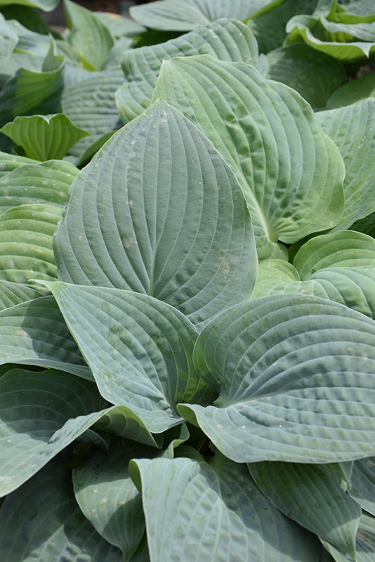 Hosta Blueberry Muffin