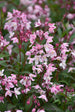 Deutzia Yuki Cherry Blossom®