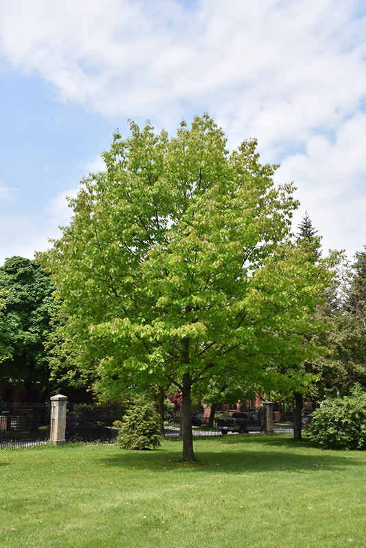 Oak Northern Red