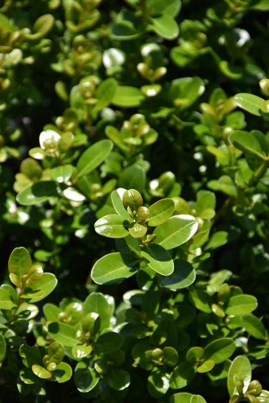 Boxwood Sprinter®