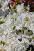 Azalea Girard'S Crimson Pleasant White- White