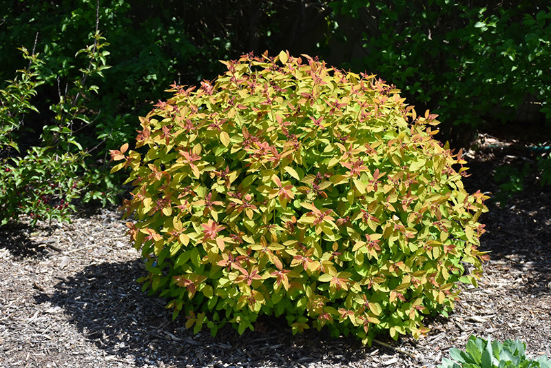 Spirea Double Play Candy Corn