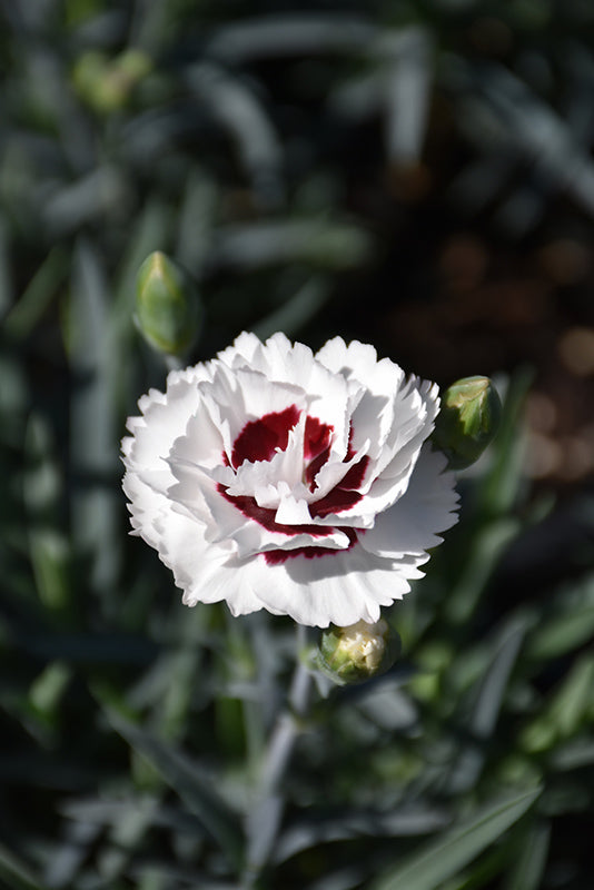 Dianthus Scent First® Coconut Surprise