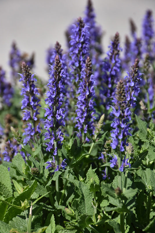 Salvia Blue Hill