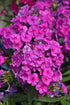 Phlox Flame Purple Upright