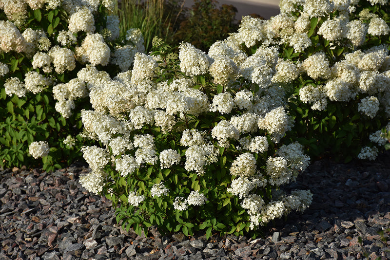 Hydrangea Bobo®