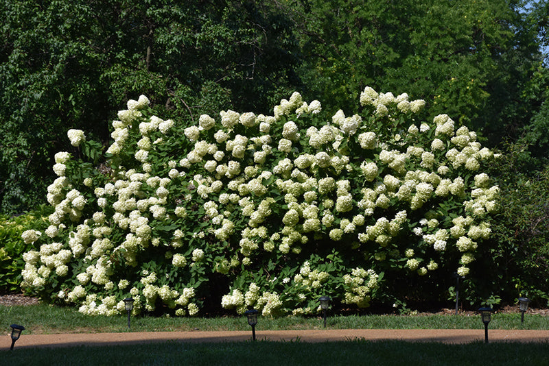 Hydrangea Limelight