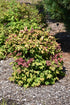 Nandina Blush Pink™