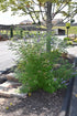 Vitex Purple Bush Form