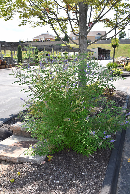 Vitex Purple Tree Form