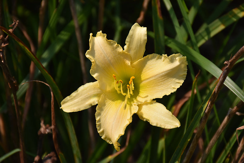 Daylily Everydaylily® Cream Daylily