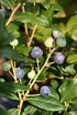 Blueberry Bushel&Berry® Perpetua