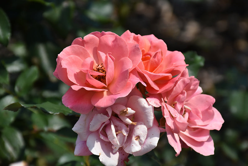 Rose Knockout Coral Bloom