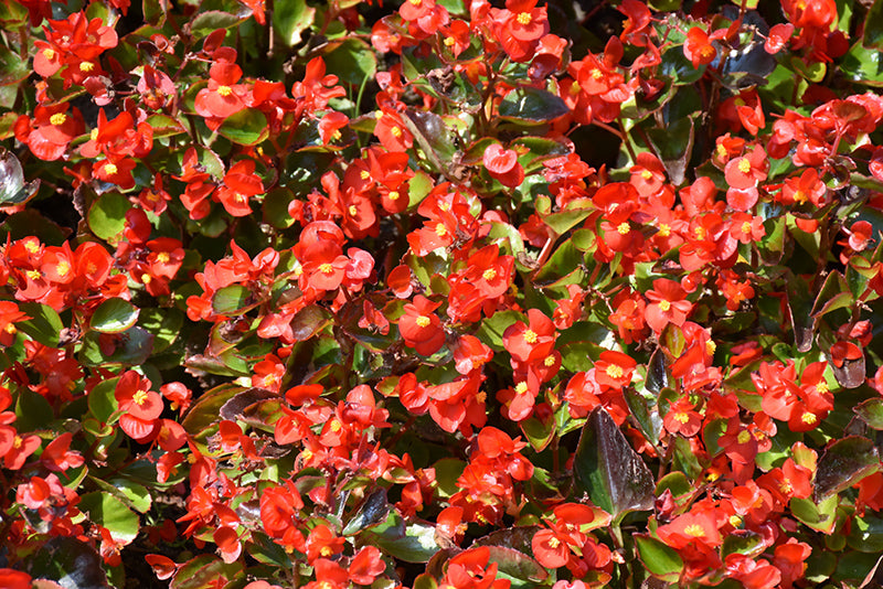 Begonia Ambassador Red