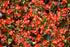 Begonia Ambassador Red