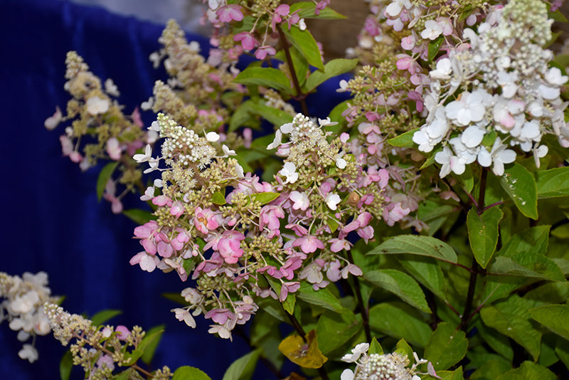 Hydrangea Candelabra®