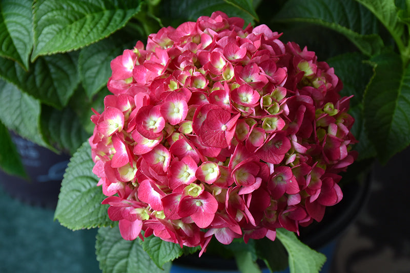 Hydrangea Endless Summer® Summer Crush®