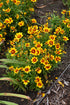 Coreopsis Uptick™ Gold & Bronze