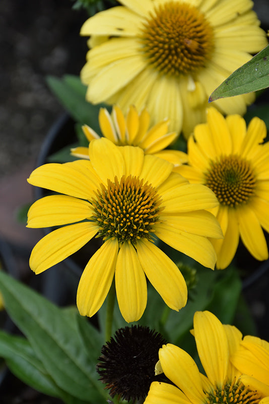 Coneflower Sombrero® Lemon Yellow