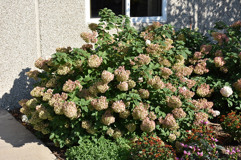 Hydrangea First Editions® Strawberry Sundae®