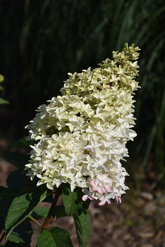 Hydrangea First Editions® Berry White®