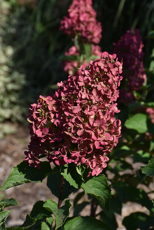 Hydrangea First Editions® Berry White®