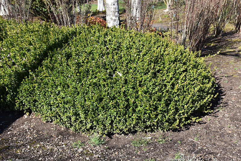 Boxwood Winter Gem