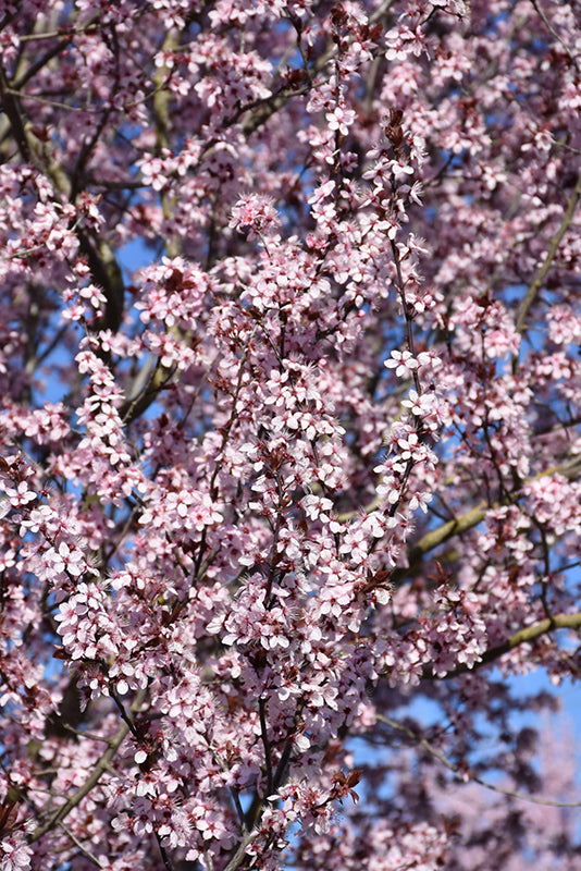 Plum Krauter Vesuvius