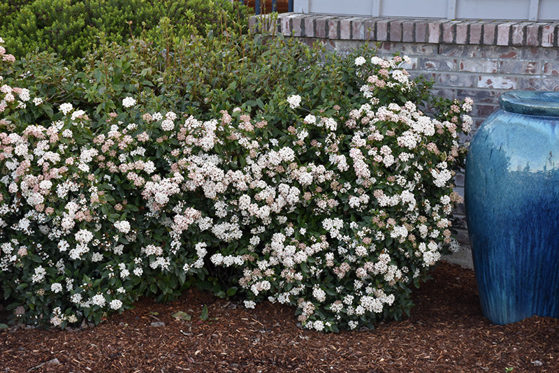 Viburnum Spring Bouquet