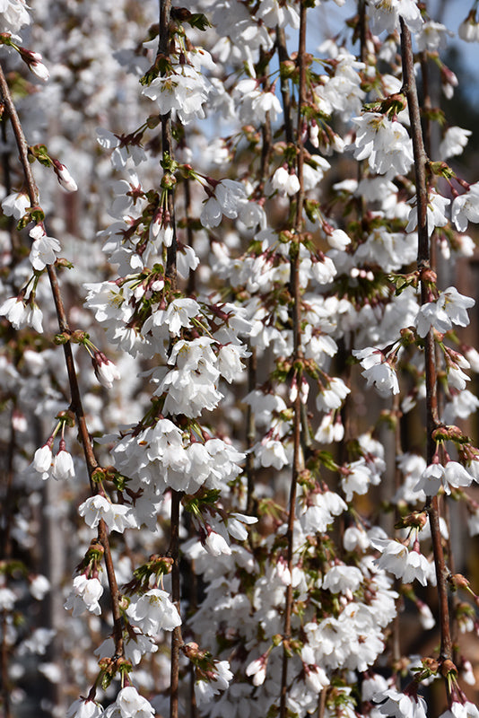 Cherry Snow Fountain Tree