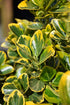 Euonymus Golden