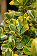 Euonymus Golden