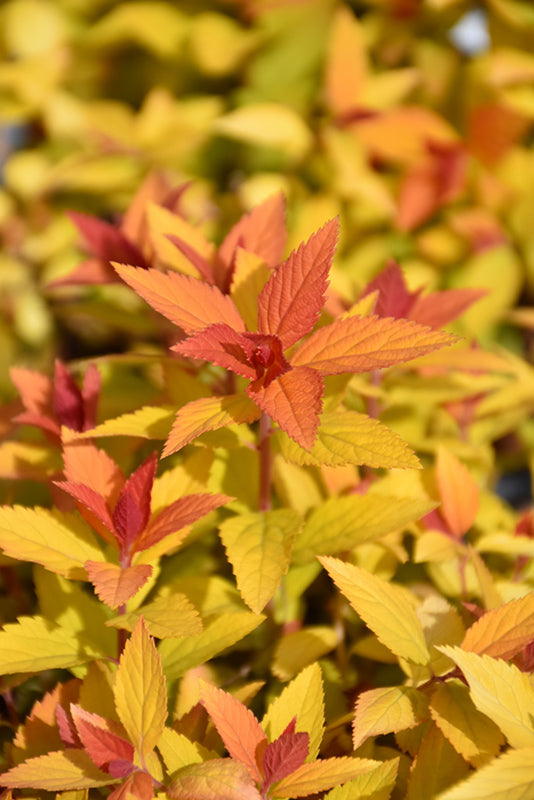 Spirea Double Play Candy Corn