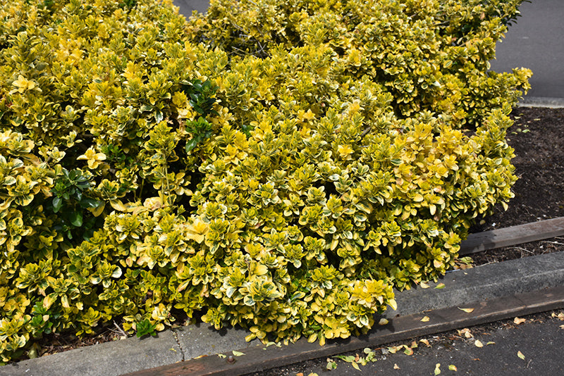Euonymus Golden