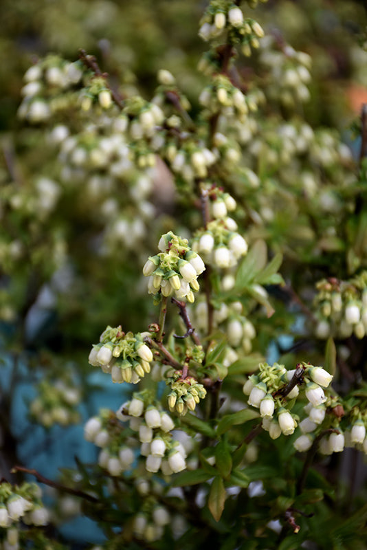 Blueberry Bushel&Berry® Perpetua