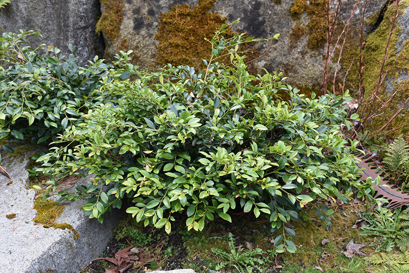 Distylium First Editions® Swing Low