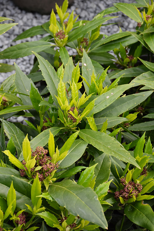 Aucuba Green Serratifolia