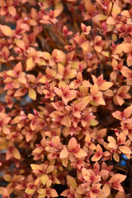 Spirea Rainbow Fizz™