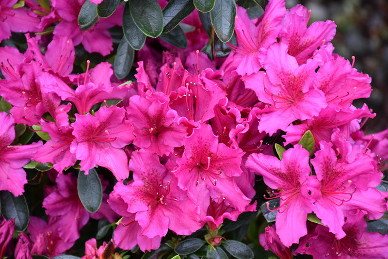 Azalea Girard'S Crimson Fuchsia- Purple