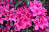 Azalea Girard'S Crimson Fuchsia- Purple