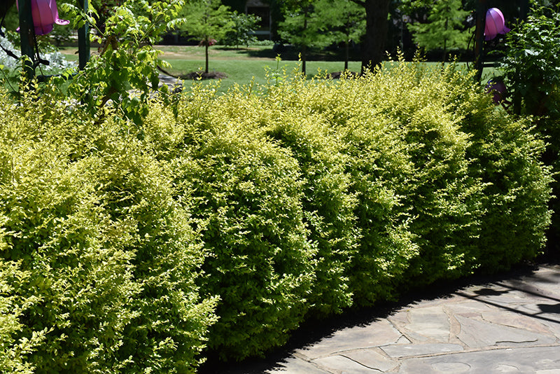 Ligustrum Sunshine