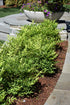 Nandina Lemon-Lime