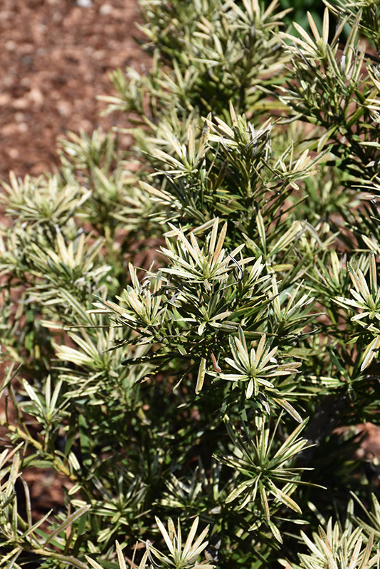 Podocarpus Roman Candle™