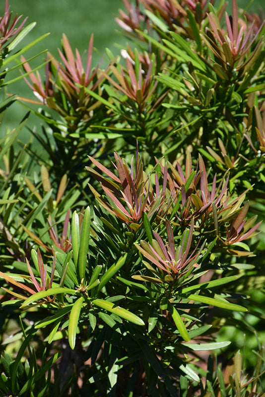 Podocarpus Mood Ring®