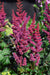 False Spirea Vision Red