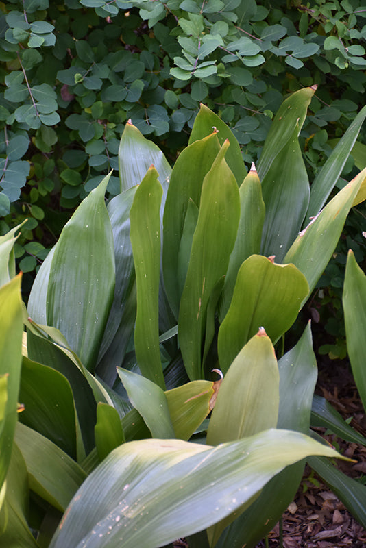 Cast Iron Plant