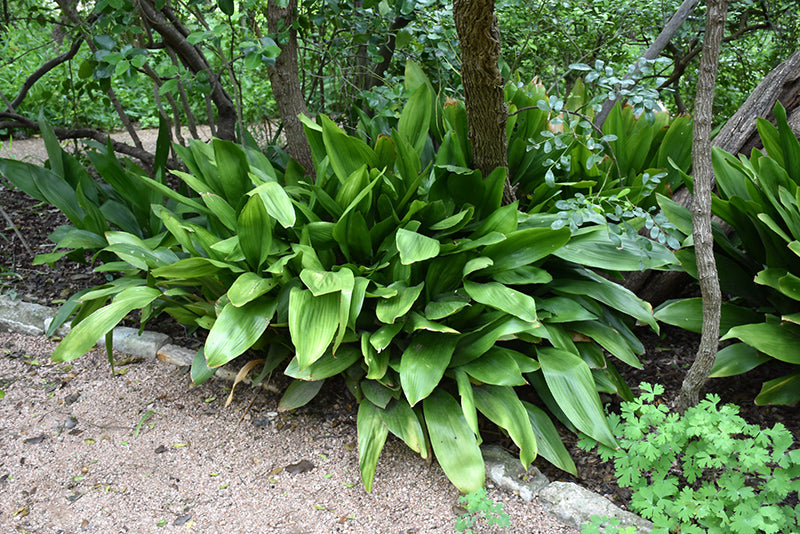 Cast Iron Plant