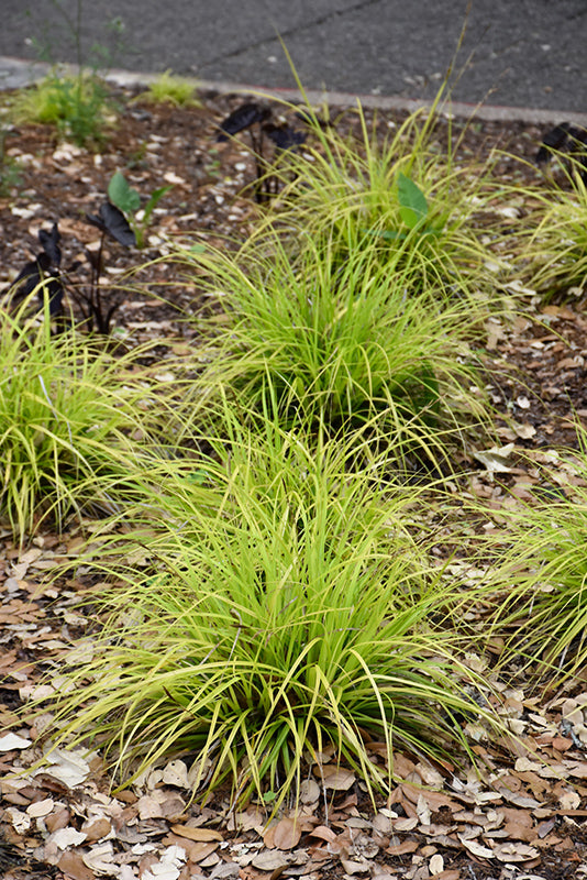 Carex Evercolor® Everillo